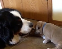 (Video) Large Bernese Dog Befriends Puppy in the Most Adorable Fashion Ever