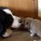 (Video) Large Bernese Dog Befriends Puppy in the Most Adorable Fashion Ever