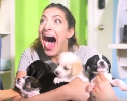 (Video) A Boyfriend Surprises His Girfriend with a Dozen Puppies. When You See Her Reaction? Priceless!