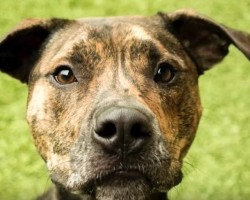 (Video) One Year After an Owner Gave Up His Dog Due to Hard Times, the Two Have an Emotional Reunion