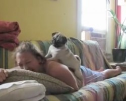 (VIDEO) This Mom Scares Her Pug. What He Does to Get Revenge? Talk About Feisty!