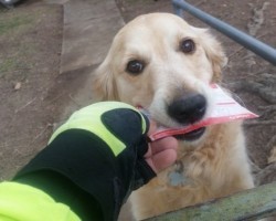 This Dog Receives a Personal Postcard From Her Favorite Postman and it’s Absolutely Adorable