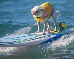 6 Dogs Who Love to Surf (and Their Inspiring Stories)!