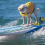 6 Dogs Who Love to Surf (and Their Inspiring Stories)!