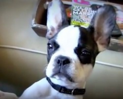 (Video) This Frenchie Can Talk! Now Listen to What He Has to Say – WOW!