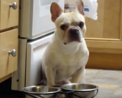 (Video) This Frenchie Loves His Water. Now Watch How He Cleverly Asks Mom for More… Again. LOL!