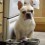 (Video) This Frenchie Loves His Water. Now Watch How He Cleverly Asks Mom for More… Again. LOL!