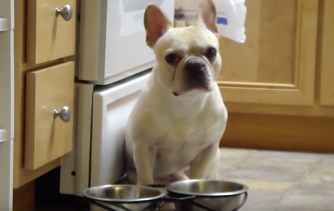 Frenchie and water bowl