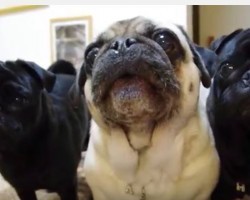 (Video) 3 Pugs That Remind Us of The Three Musketeers Are Ready for Adventures and Tell Mom in a Vocal Way!