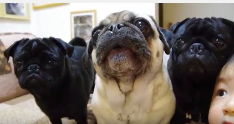 3 clever pugs
