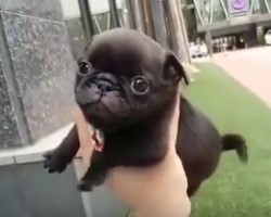 (Video) This Handful of Pug Puppy Will Make Anyone Think Happy Thoughts