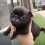 (Video) This Handful of Pug Puppy Will Make Anyone Think Happy Thoughts