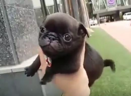 Black Baby Pug