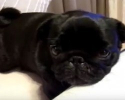 (Video) This Cutie Pug is Just Chilling. How He Interacts With the Audience? OMG, Hilarious!