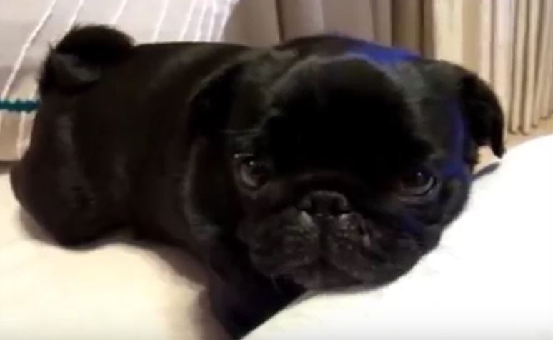 Chillin Puggy