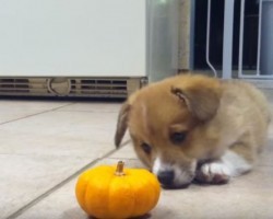 (Video) Corgi Puppy Has a Hard Time Dealing With a Mini Pumpkin