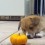 (Video) Corgi Puppy Has a Hard Time Dealing With a Mini Pumpkin