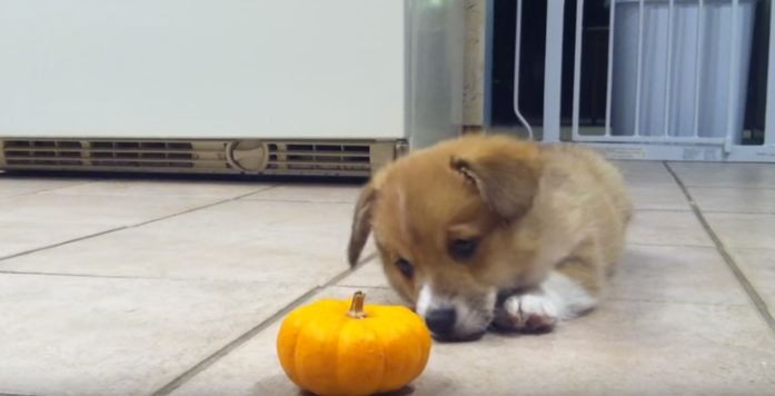 Corgi and pumpkin