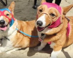 (Video) The Largest Corgi Gathering is Unlike Anything Doggie Owners Have Ever Seen