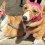 (Video) The Largest Corgi Gathering is Unlike Anything Doggie Owners Have Ever Seen