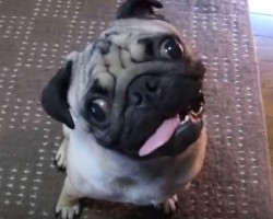 (Video) Dad Engages in a Substantial Convo With His Pug. How the Doggie Shows Dad He’s Listening? What a Cutie!