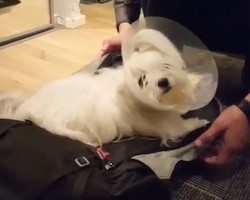 (Video) This Pooch Tells Mom and Dad They Can’t Leave for Vacation by Doing Something Hilarious…
