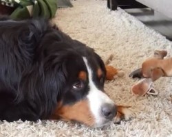 (Video) When This Doggie is Forced to Share His Bone, How He Complains is Priceless…
