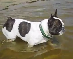(Video) Crying Frenchie Watches Dad Swim Away. Now See How Upset He Gets When He Realizes Dad Isn’t Coming Back Anytime Soon!