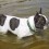 (Video) Crying Frenchie Watches Dad Swim Away. Now See How Upset He Gets When He Realizes Dad Isn’t Coming Back Anytime Soon!