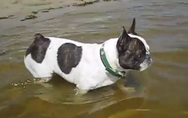 Dog in Water