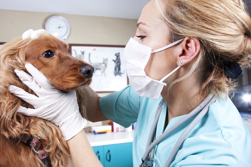 Dog with Vet