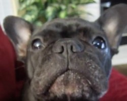 (Video) This Pup Knows the Way to Mom’s Heart! I Still Can’t Believe What Human Expression She Can Say!