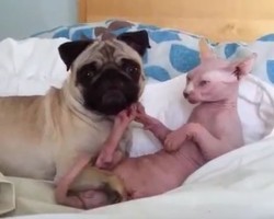 (Video) This Pug and Sphynx Cat Are BFF’s. Now Wait to See How They Interact – Priceless!