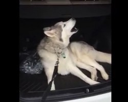 (Video) When Asked to Get Out of the Car, This Husky Has a Meltdown Like No One Has Ever Seen!