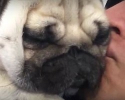(Video) This Daddy Loves His Pug. Watch How He Showers Her With Tons of Kisses!