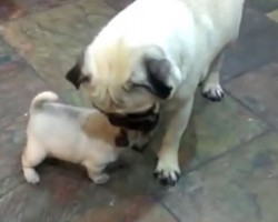 (Video) This 3-Week-Old Puppy Playing With Her Parents Will Melt Anyone’s Heart!