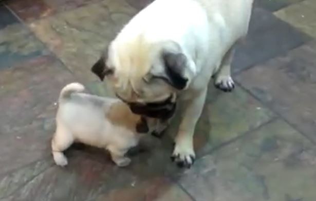 Mom and Pug Puppy