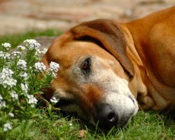 Should I Have a Fur Baby Memorial Service for My Dog?