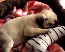 (Video) Precious Pug Puppy Getting Used to Her New Surroundings Has Me Saying “I Want Her!”