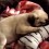 (Video) Precious Pug Puppy Getting Used to Her New Surroundings Has Me Saying “I Want Her!”