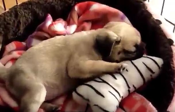 Playful Pug