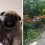 The Most Amazing Thing EVER Happens When a Pug is Crossed With Another Doggie Breed…
