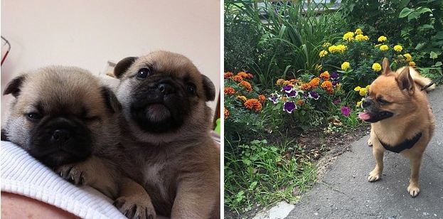 Pompug