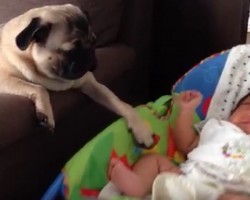 (Video) A Baby is Upset. How a Pug Says “Hush Little Baby Don’t Cry?” Aww, So Sweet!