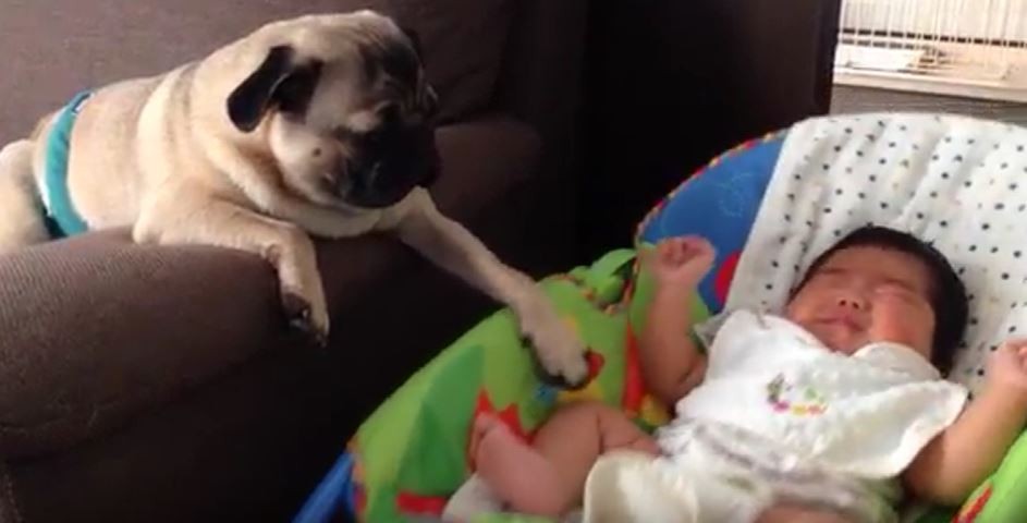 Protective Pug and Baby