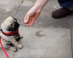 (Video) This Pug Puppy is Learning His Tricks. How Dad Shows Him? So Precious!