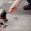 (Video) This Pug Puppy is Learning His Tricks. How Dad Shows Him? So Precious!