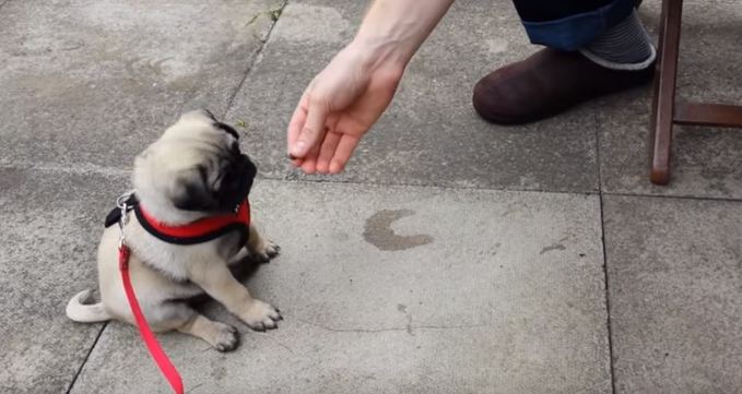 Pug puppy training