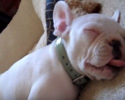 (Video) Ralph the Frenchie is Totally Passed Out. How He Finds THIS Position Comfy? I Have No Idea!