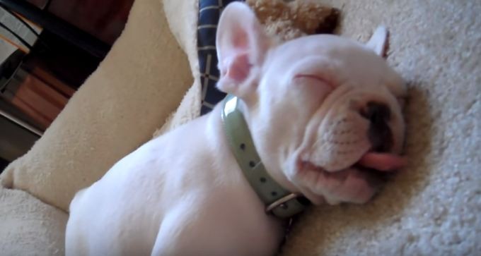 Ralph sleeping Frenchie